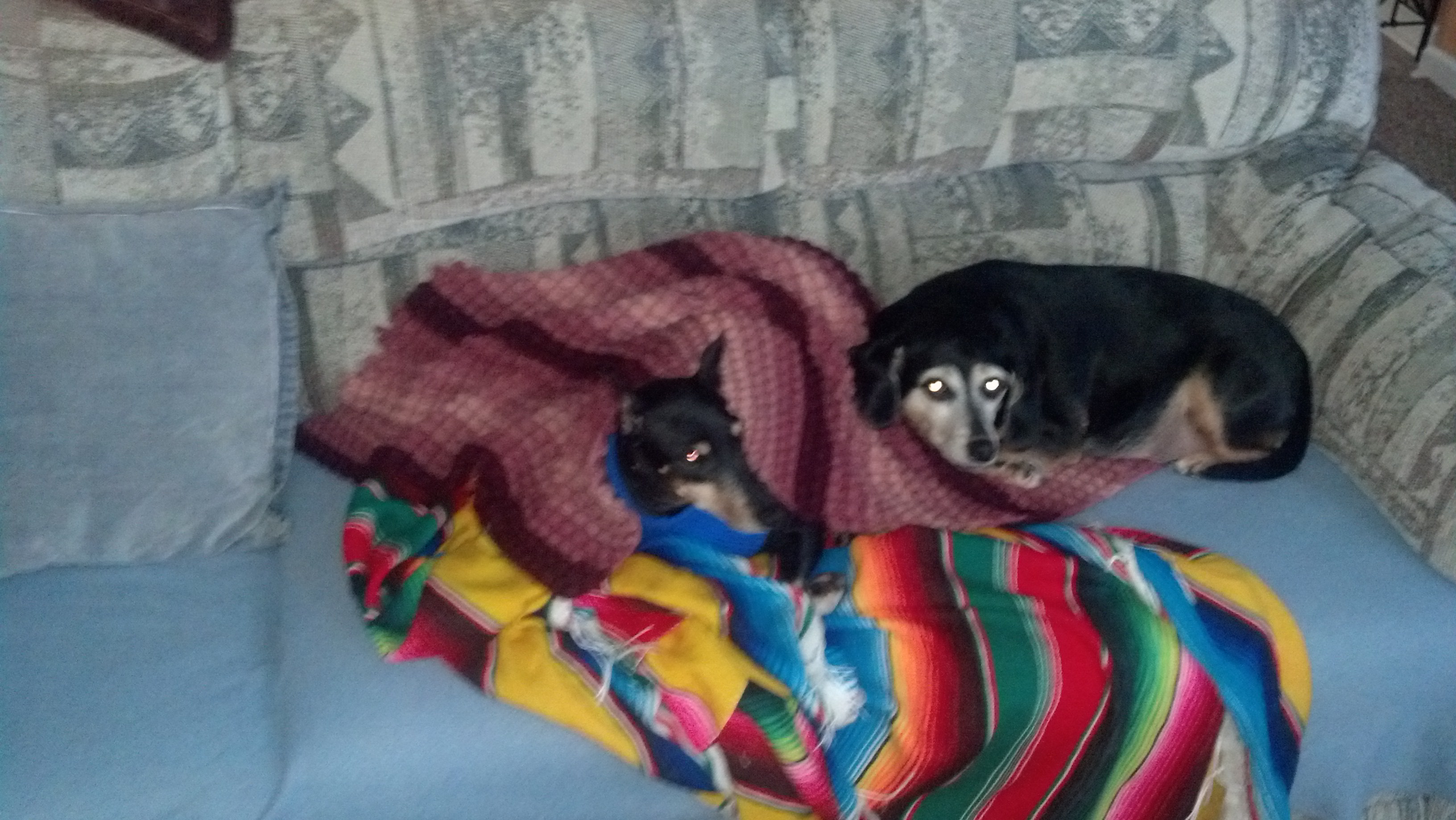 pups