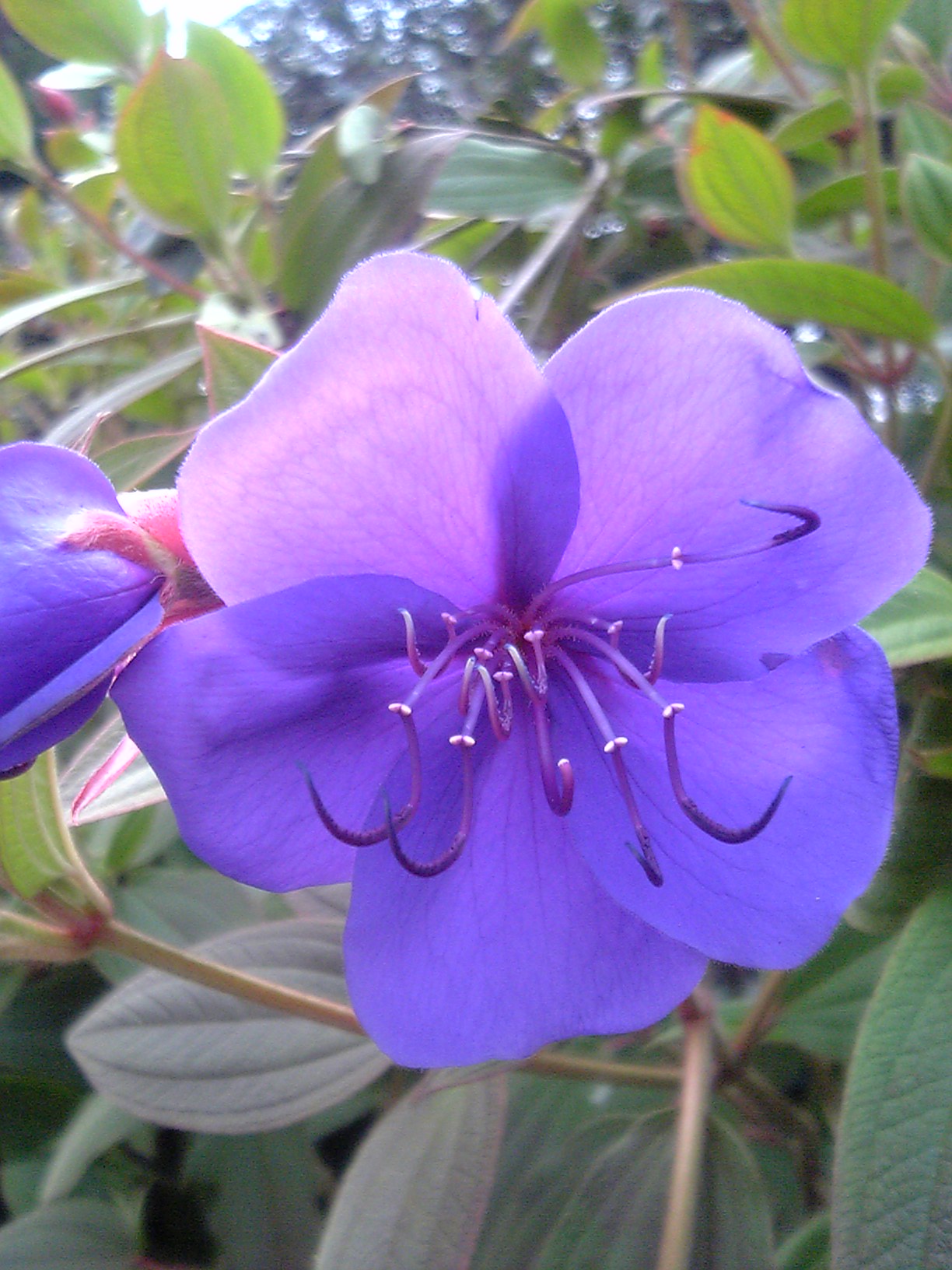 Tibouchina_urvilleana_flower_ja.jpg