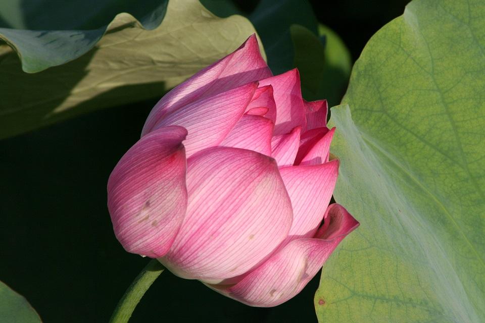 flower.jpg