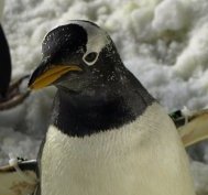 Penguin Avatar