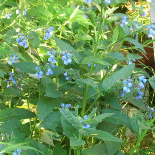 garden flower