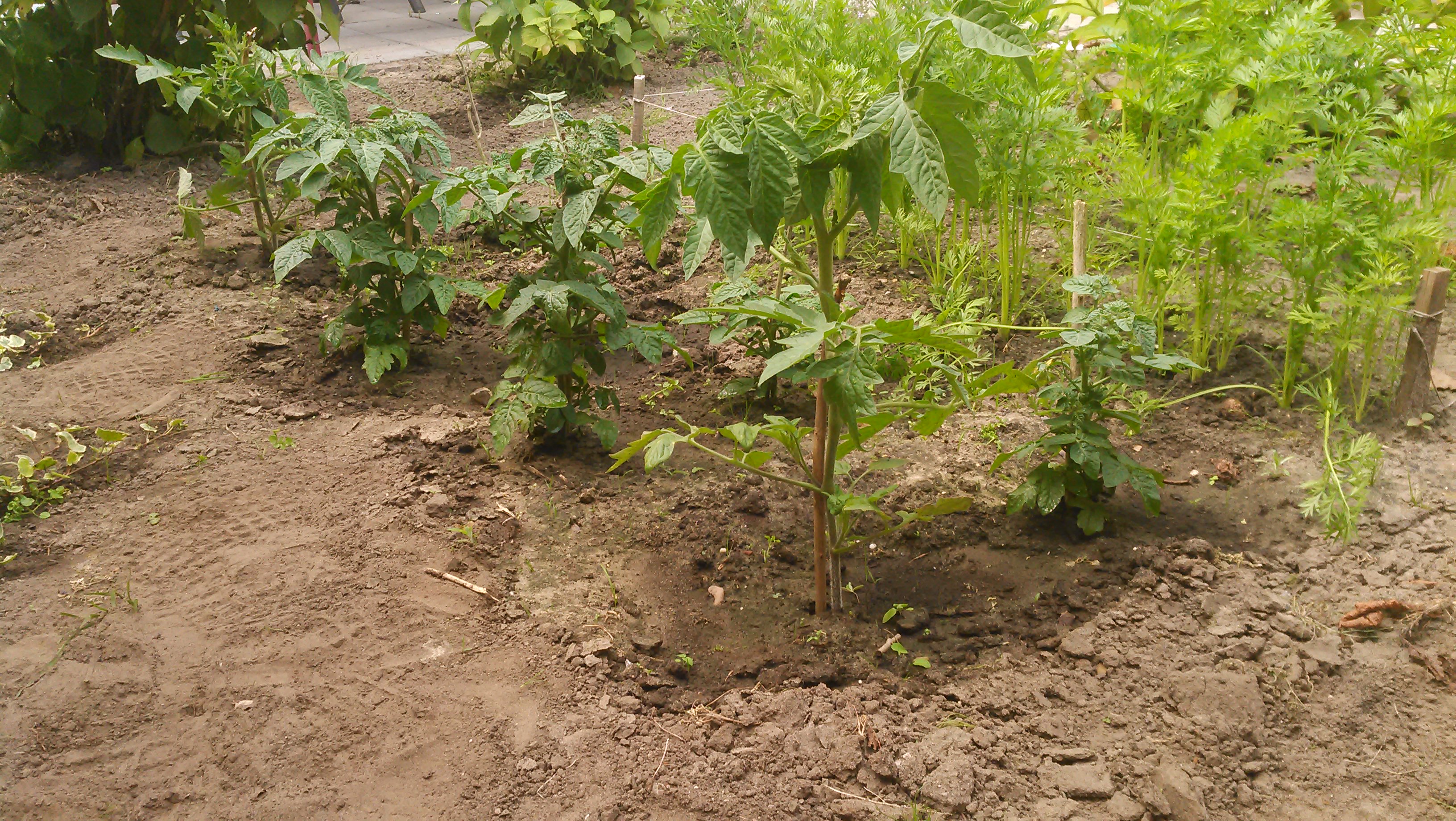 tomaten