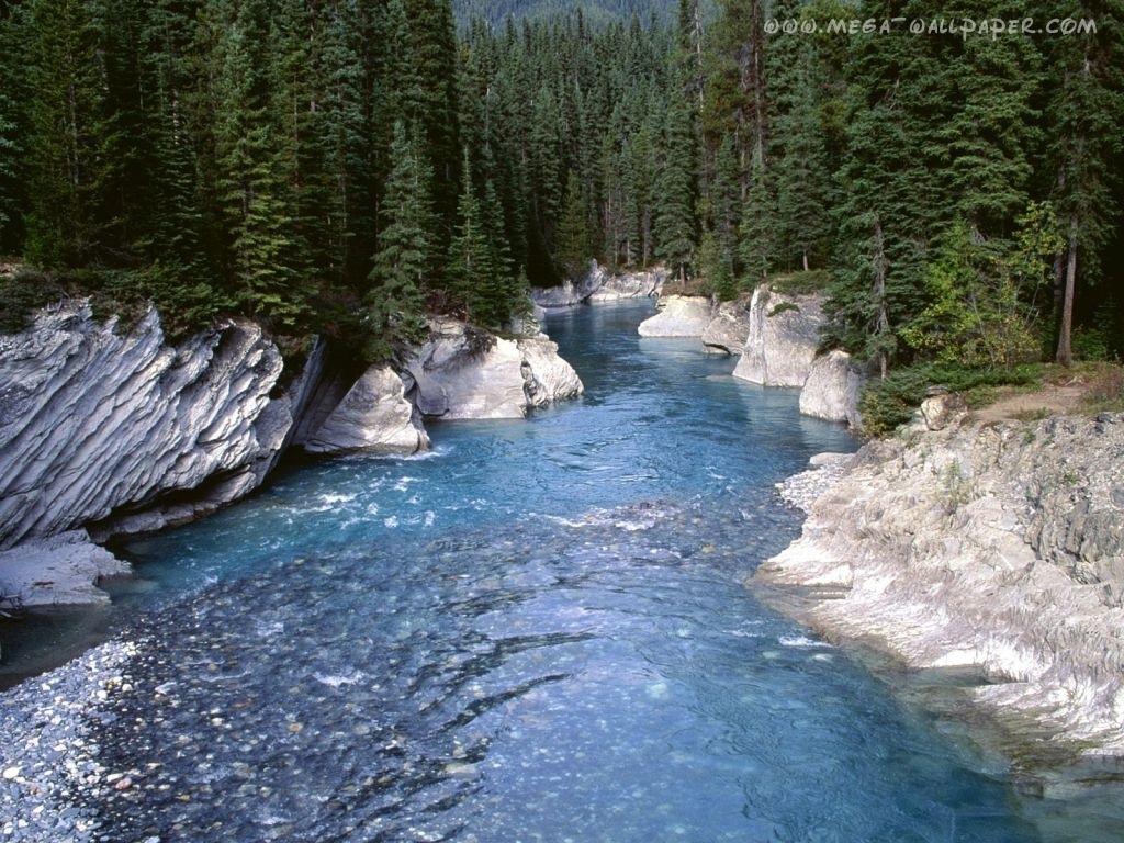 Forest River