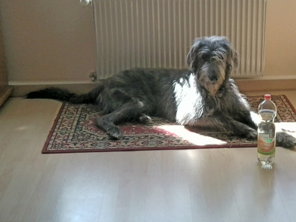 Hund.jpg
