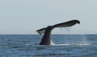 Expedition Kayaking Trips
