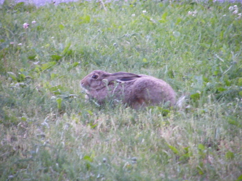 hare.jpg
