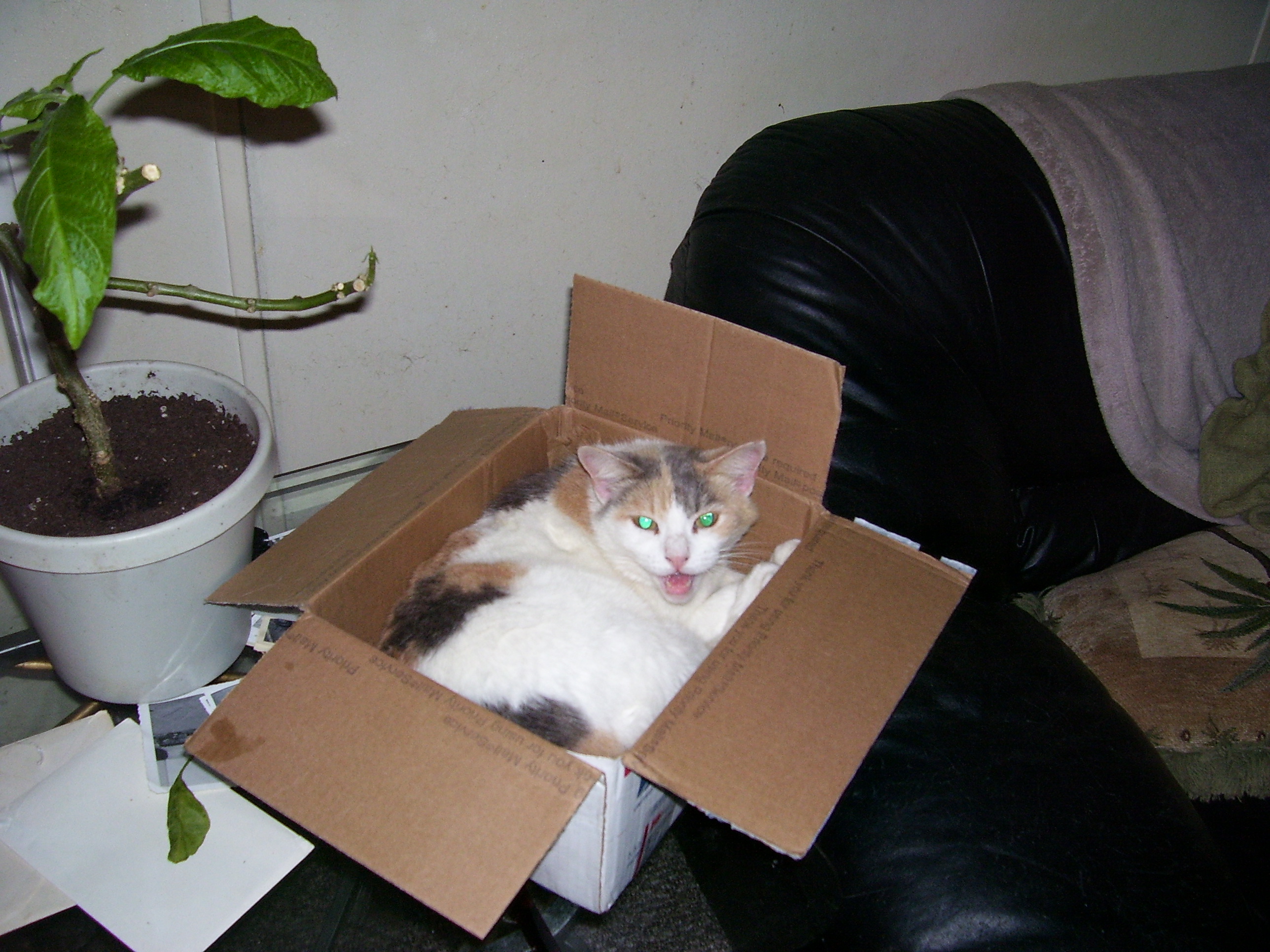 Box Kitty