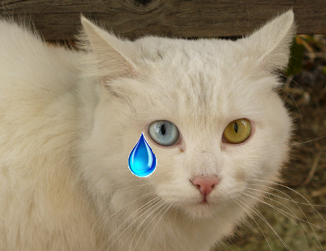 singletearcat.png