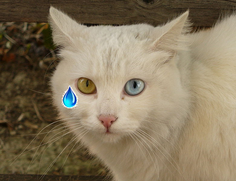singletearcat.png