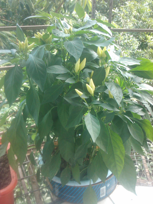 chilli.jpg