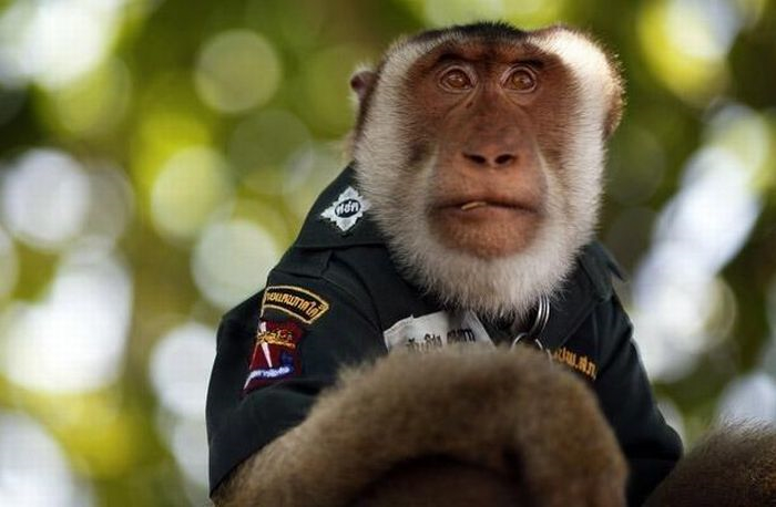 monkey_police_01.png