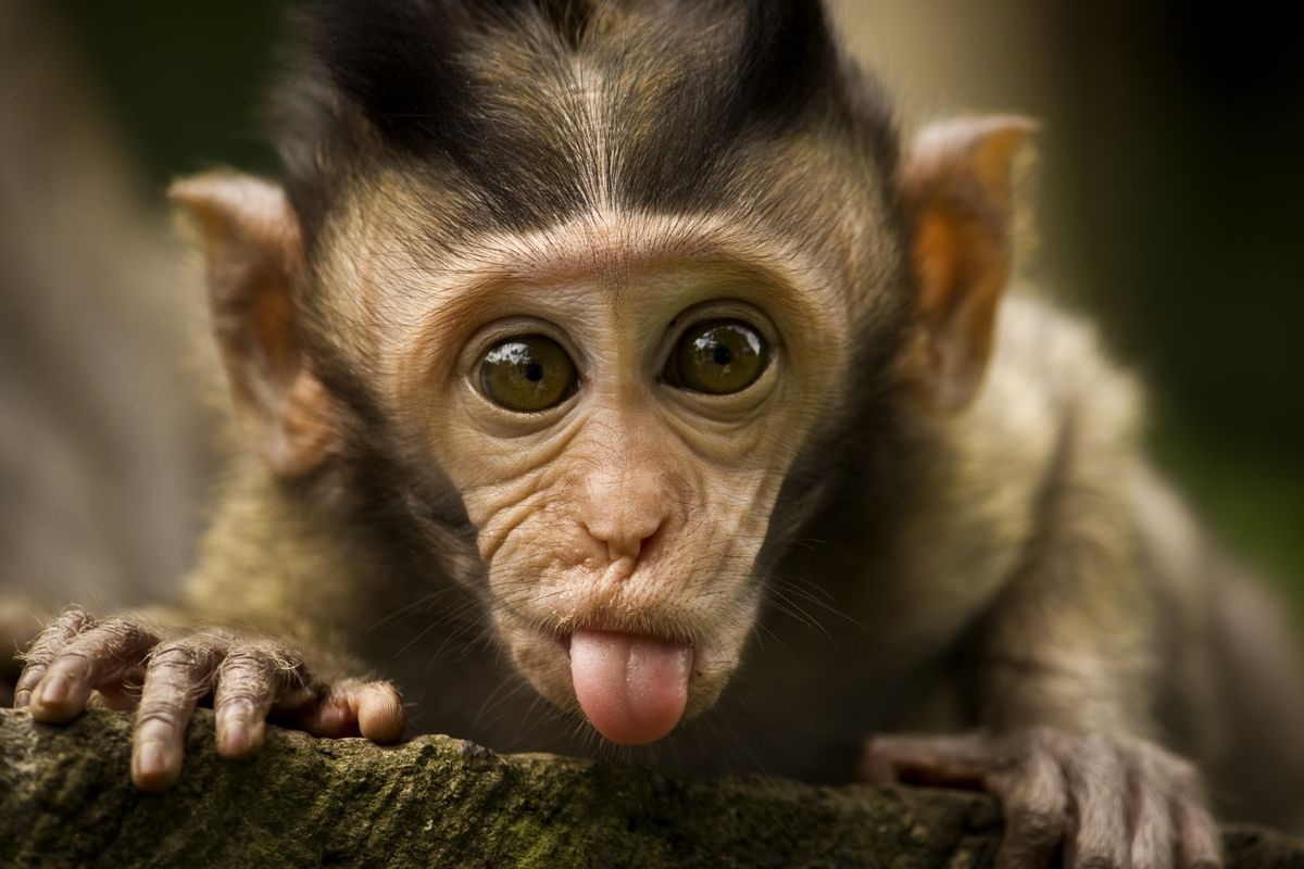 monkeypicture.jpg