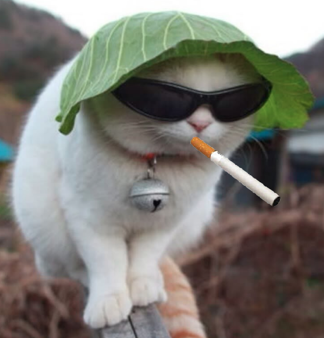 kitten cat cute hipster