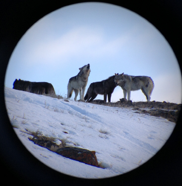 Wildlife Watching