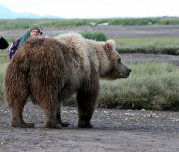 Bear Viewing Alaska