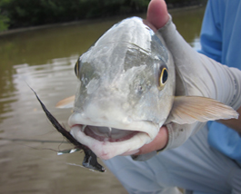 Miami Fishing Charters