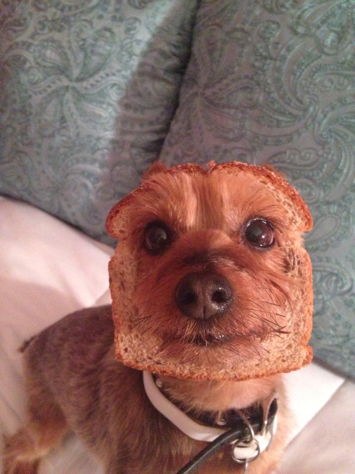 Milwins_dog.jpg