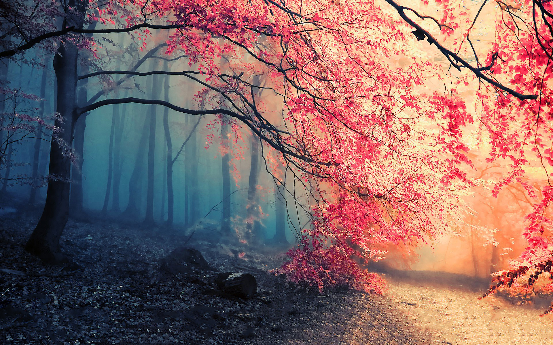 path-autumn-forest.jpg