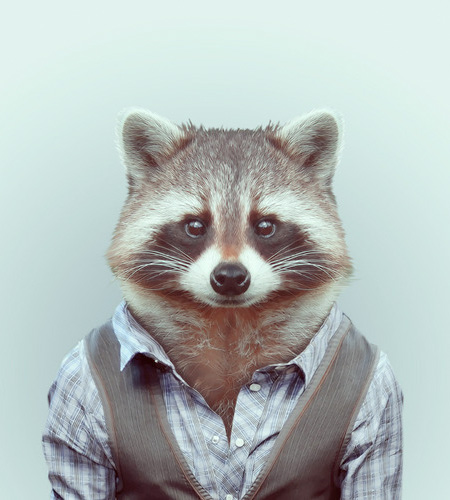 racoon.jpg