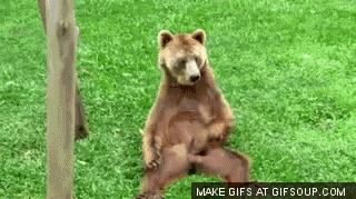 Bear-GIFS-bear-scratching-balls.gif