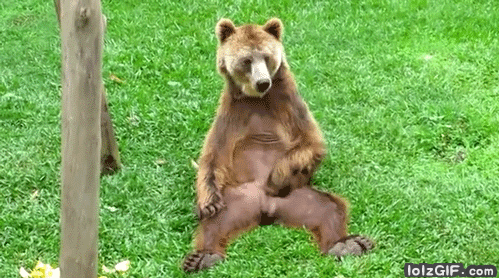 bear-scratch-balls.gif