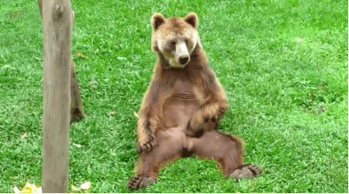 BEARLOVE.gif