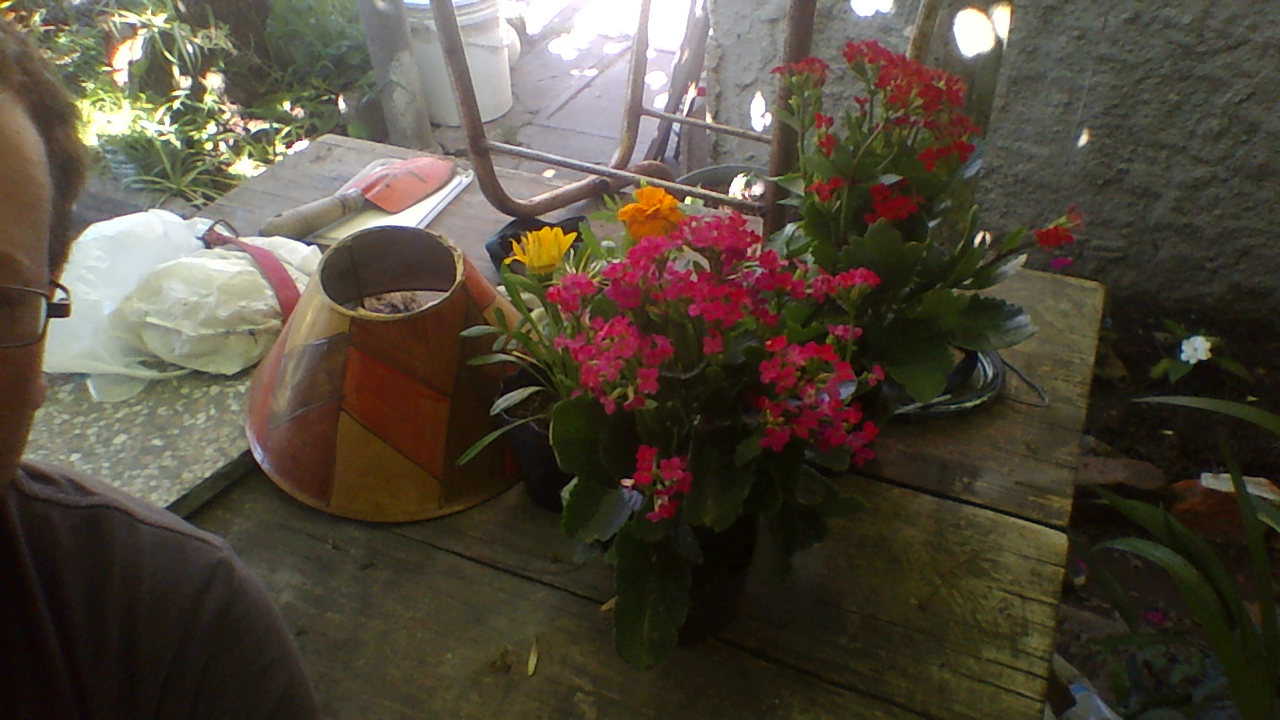 kalanchoes.png