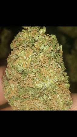 Tooty Fruity Bud Closeup