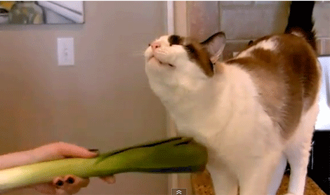 tumblr_inline_moztnbvQLZ1qz4rgp.gif