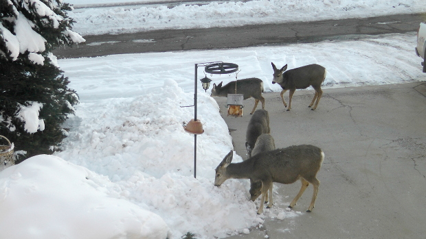 Deer