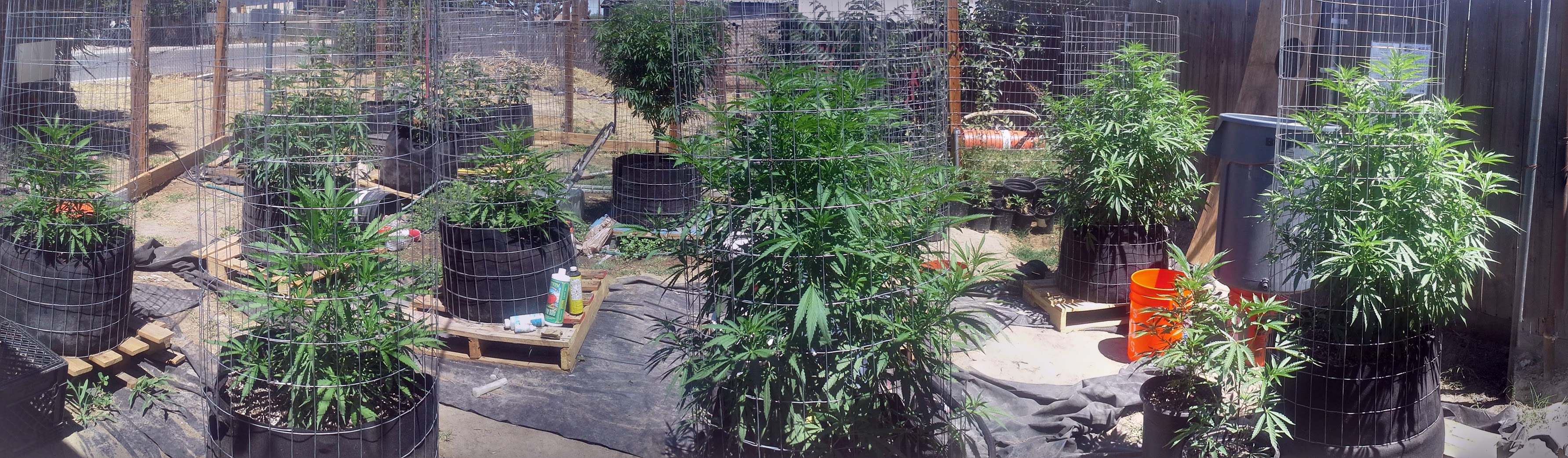 BeeWorld Garden