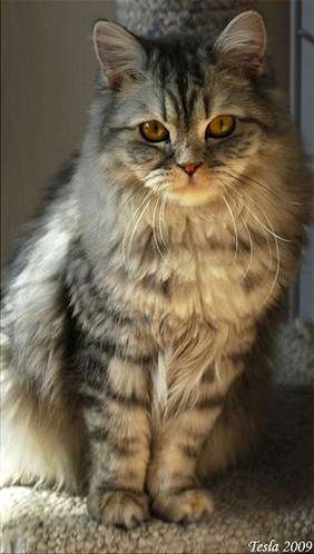 Britishlonghairedcat.jpg