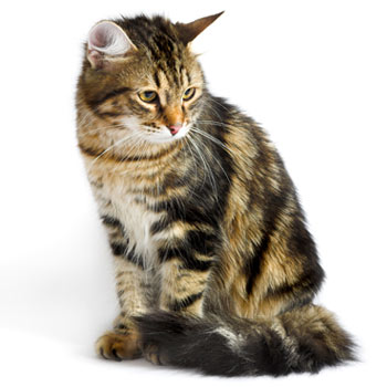 czechcat.jpg