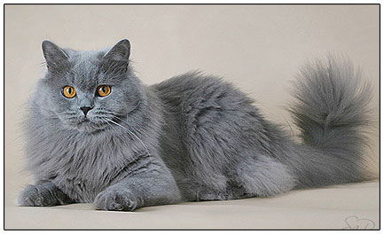 BritishLonghairblue.jpg