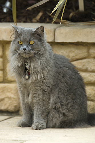 BritishLonghairblue.jpg