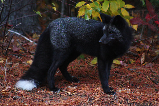 ablackfox.jpg