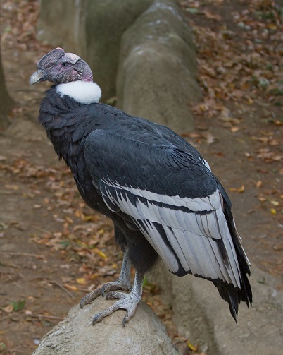andean.jpg