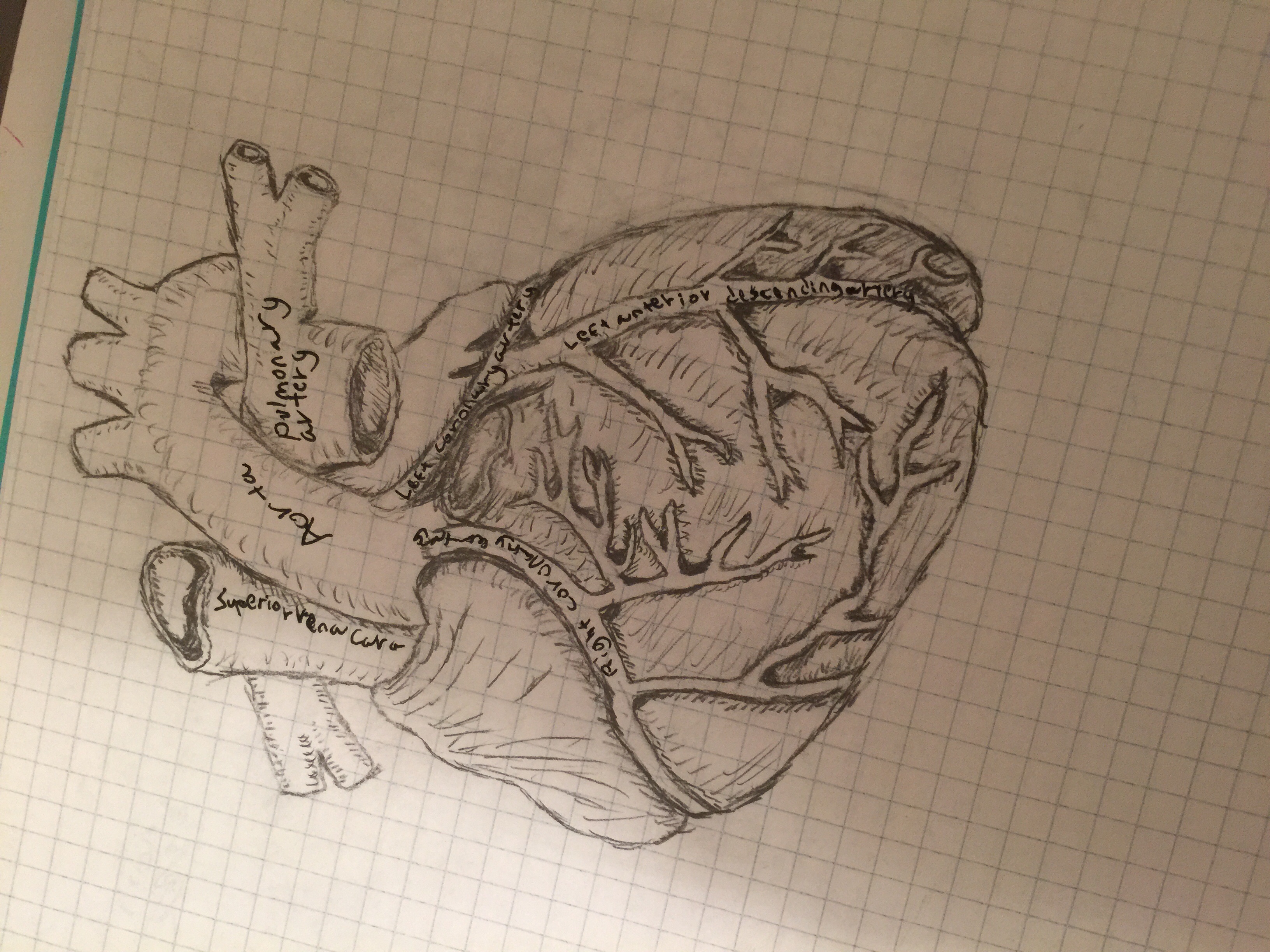 Human heart