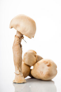 Buy agaricus blazei