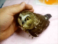 owly