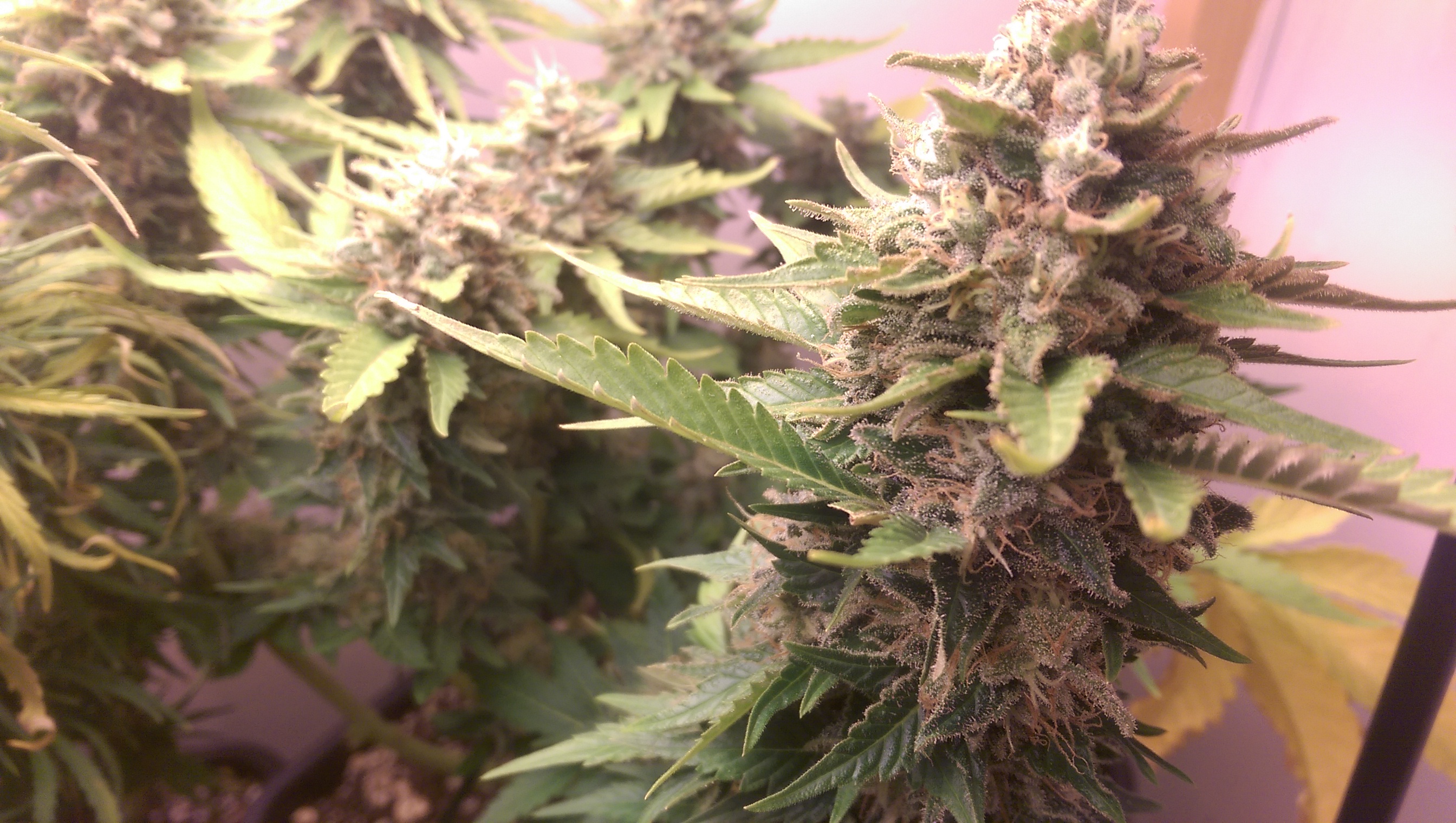 Indica