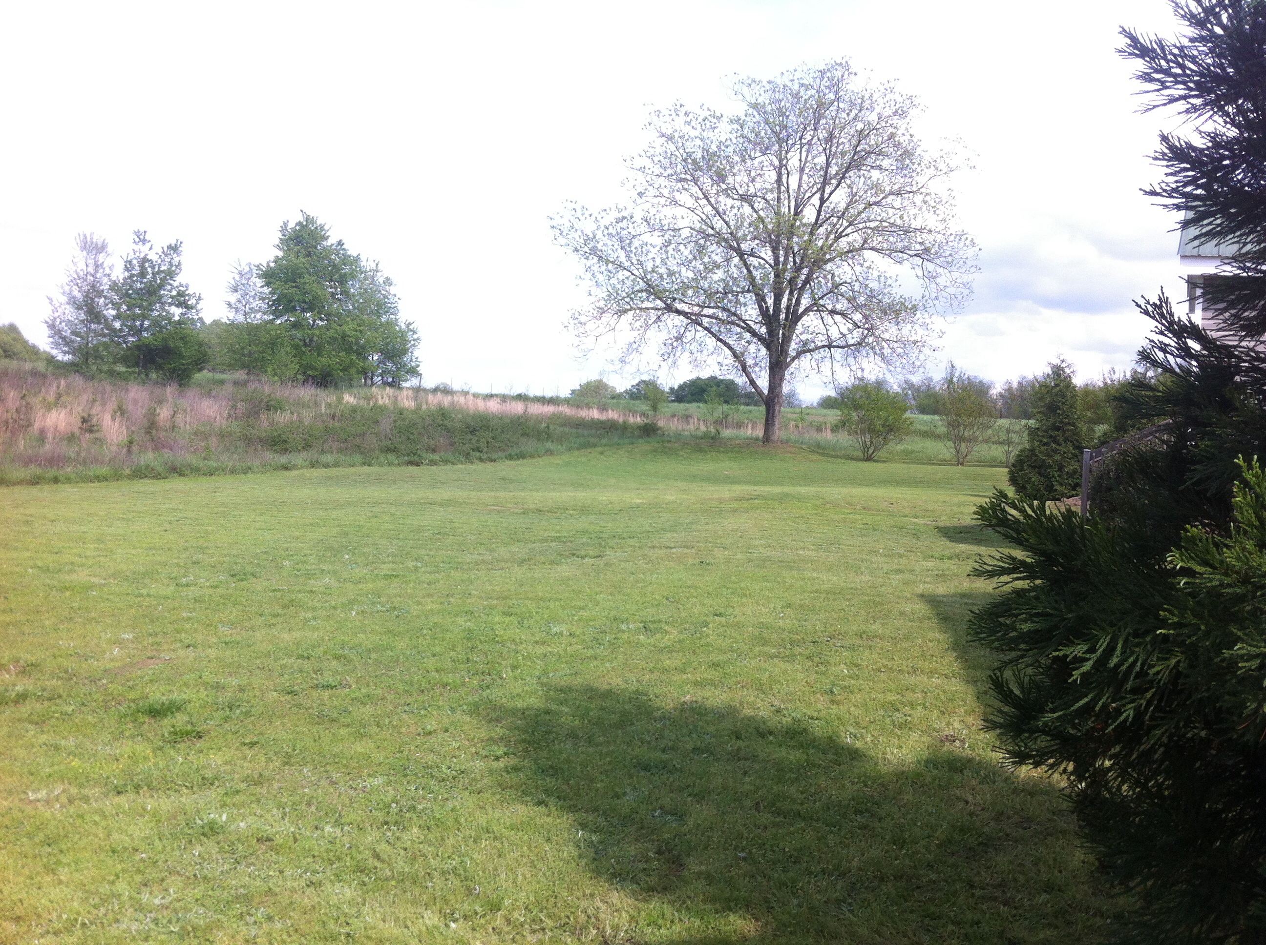 Grass after
