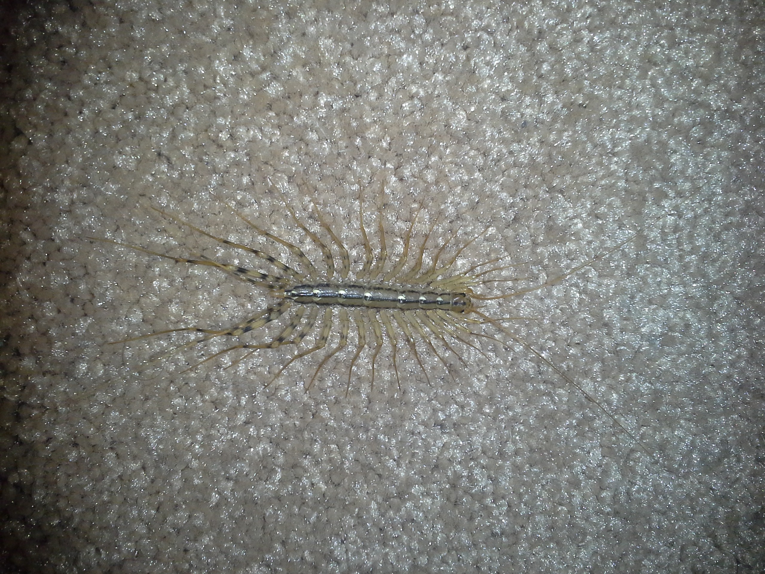 bug