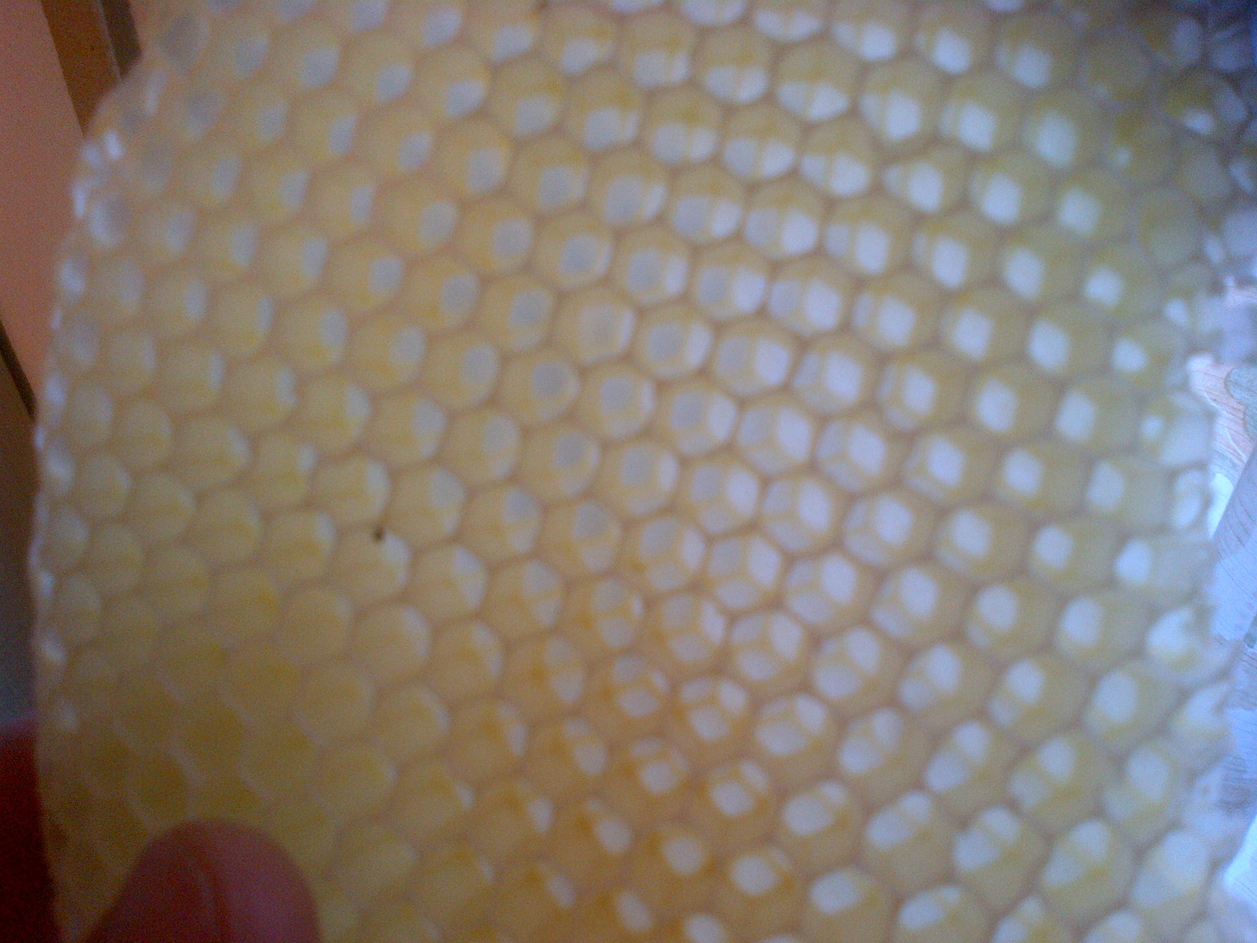 IMG-20150506-00578.jpg