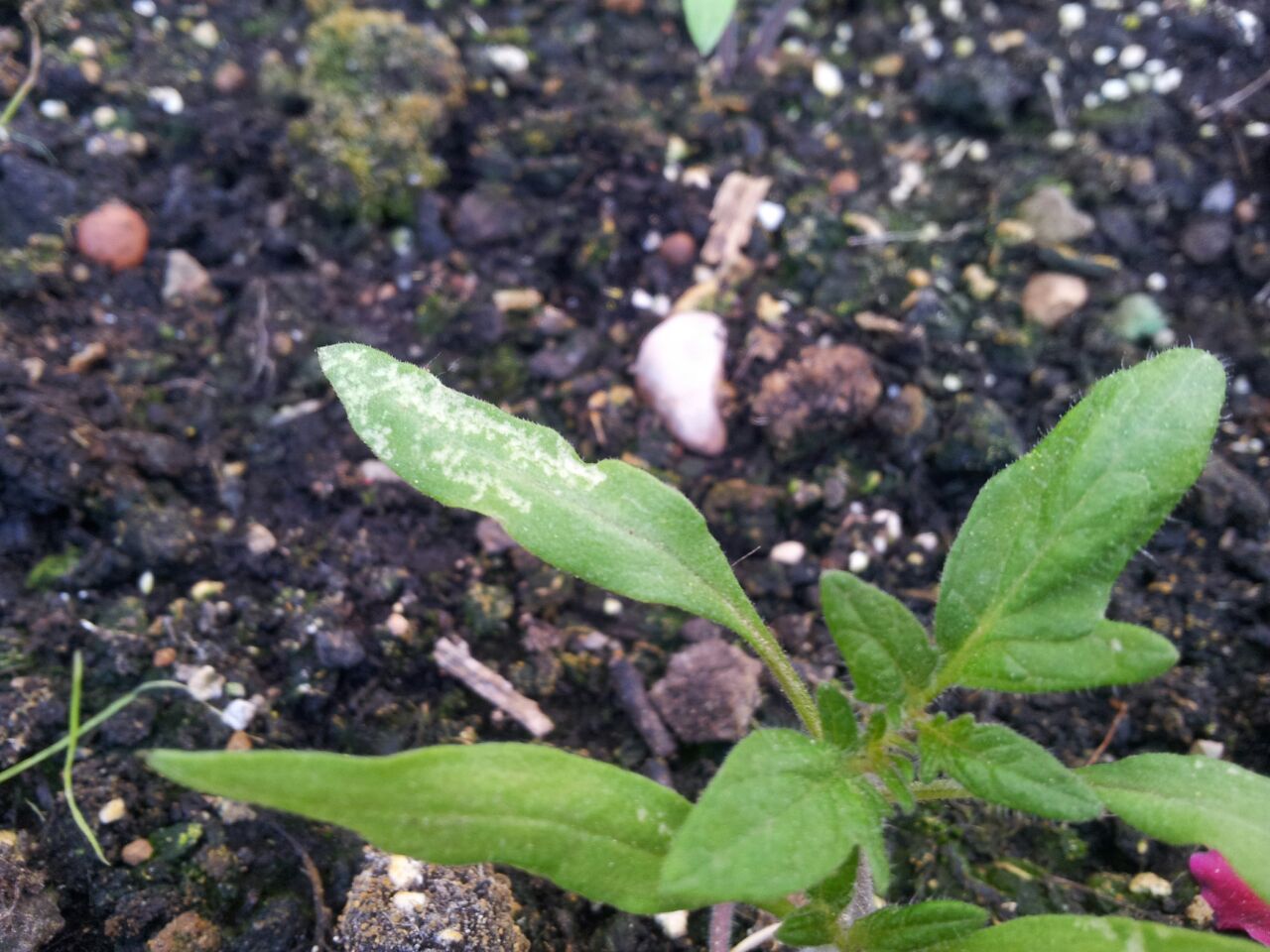 Plaga en el tomate