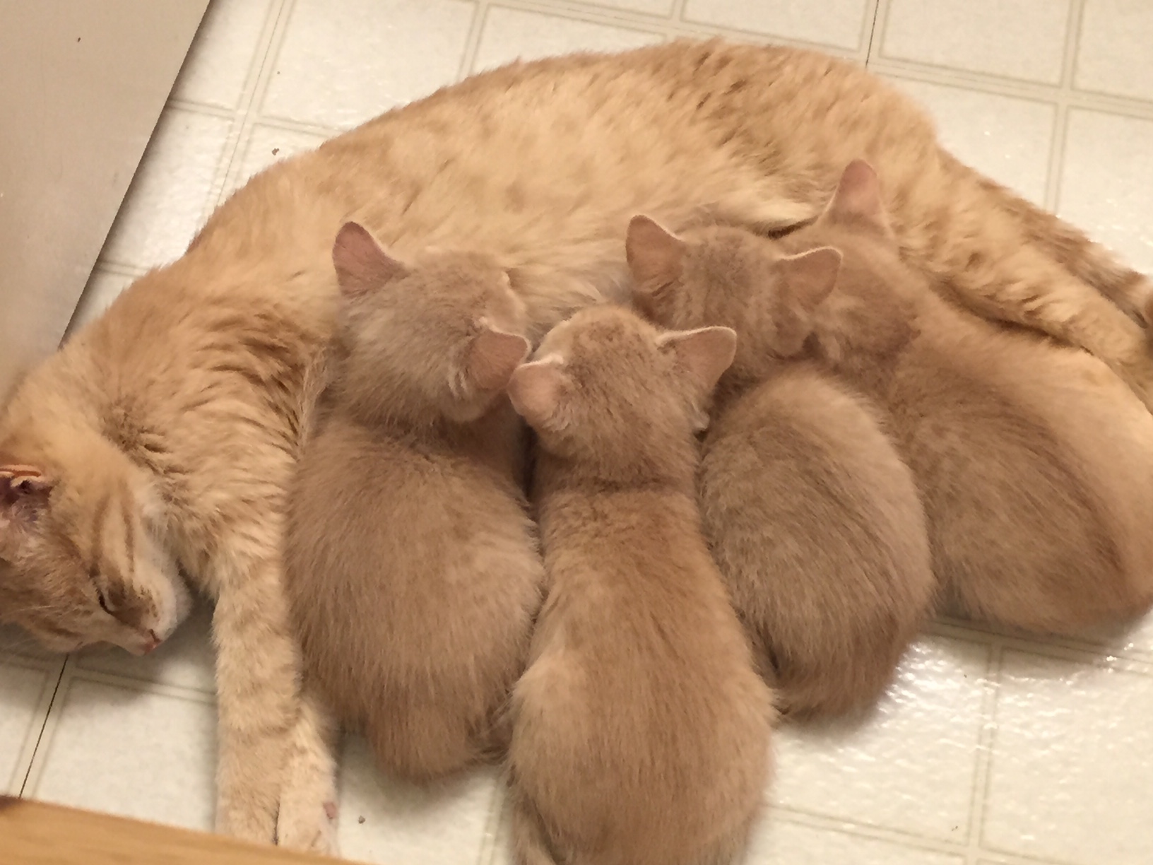 kittens_.jpg
