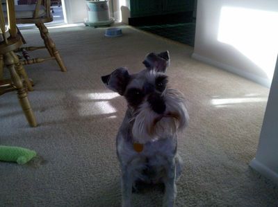 fam dog