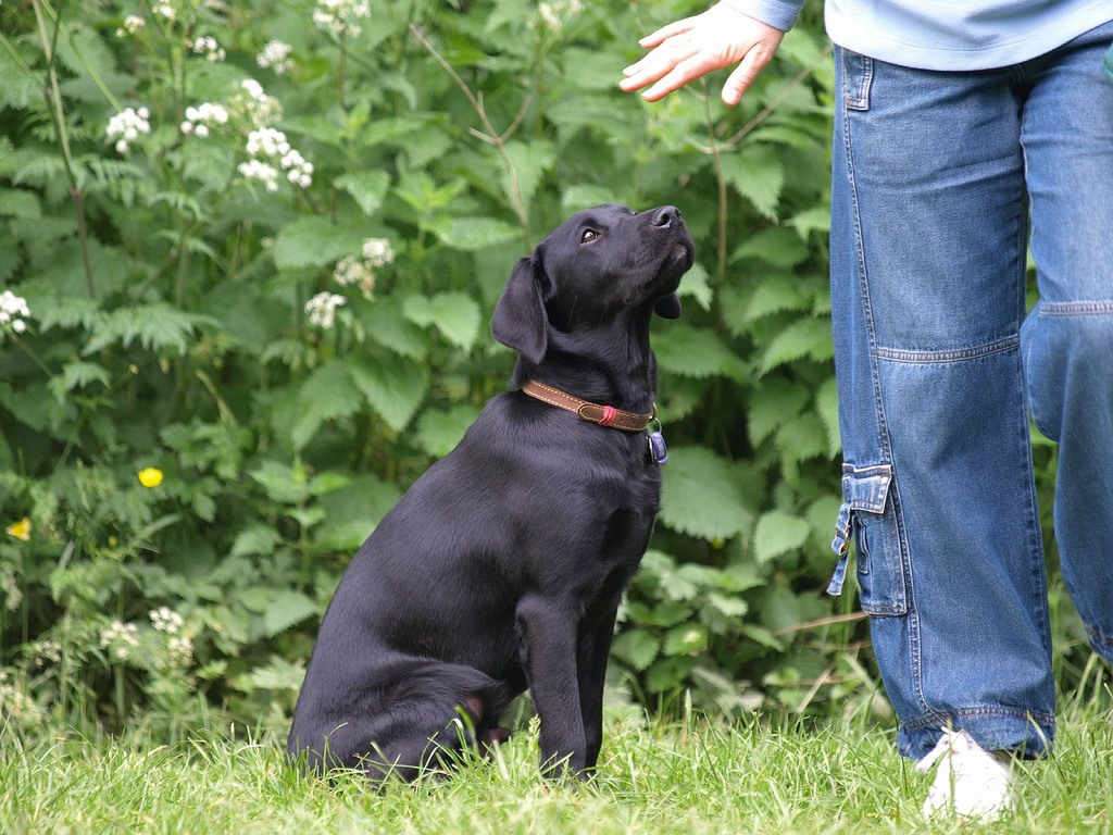 New Jersey Dog Training