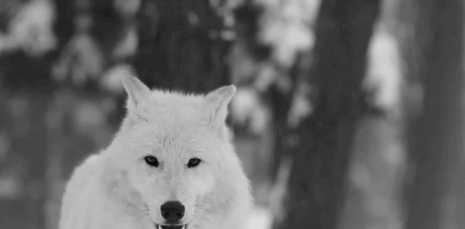 d71d2-tumblr_mb9z78ijit1rvqt9bo1_500.gif