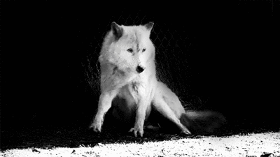 tumblr_mwmkggwZ041soat2xo1_400.gif